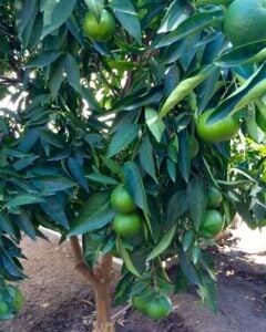 Limes growing on a tree.