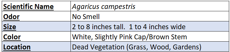 Agaricus Campestris Chart