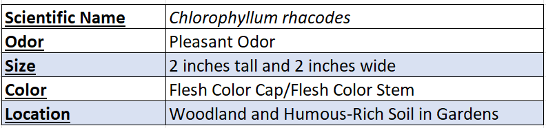 Chlorophyllum Rhacodes Chart