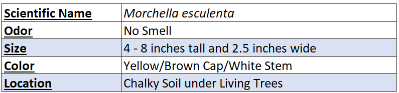 Morchella Esculenta Chart