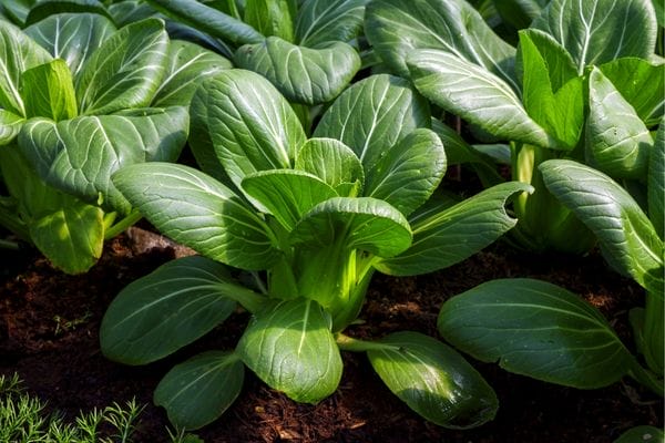 Bok choy plants in a garden.