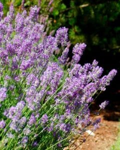 Lavender growing in a garden.