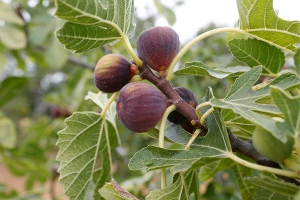 Ripe figs on a tree.