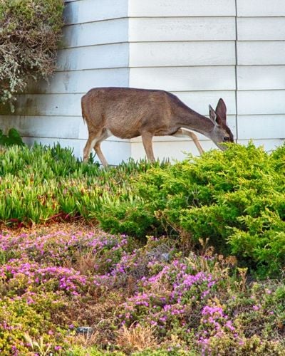 A deer eating plants out of a garden.