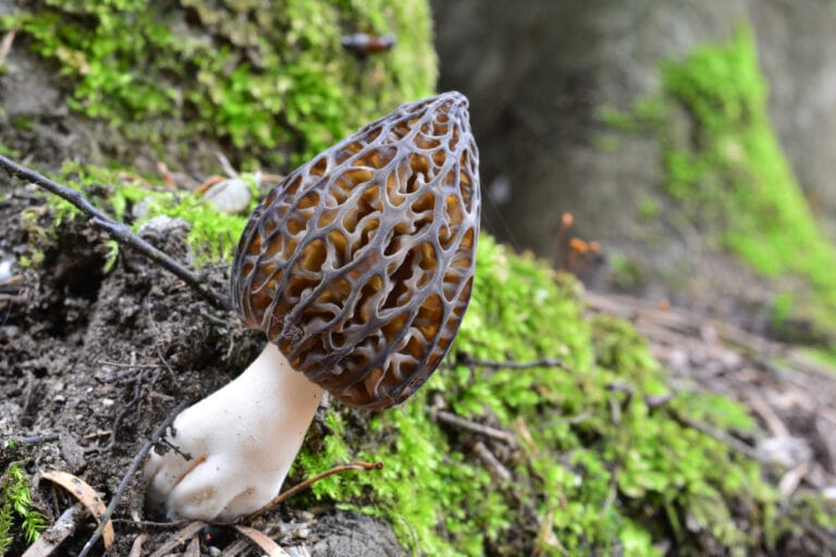 Morel Mushrooms in Virginia Guide (2023) The Gardening Dad