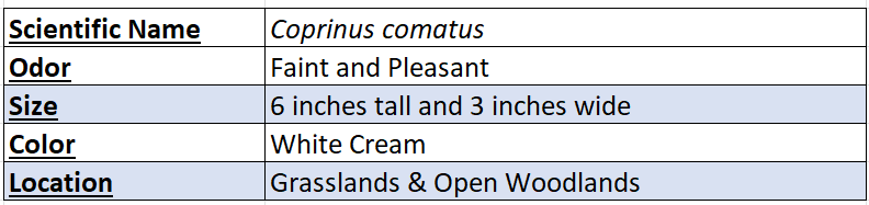 Coprinus comatus chart new