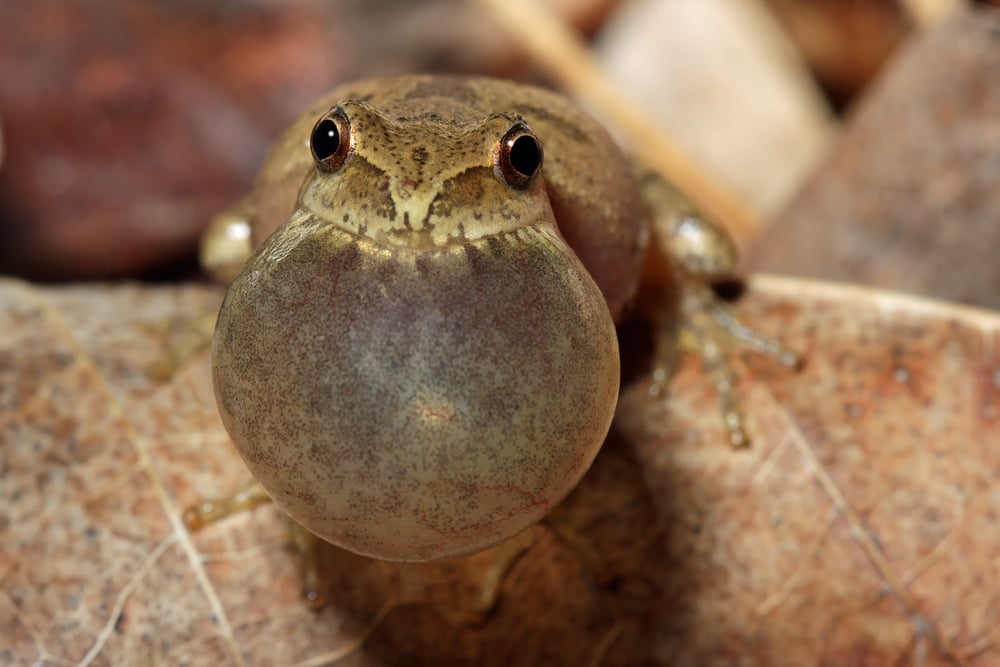 Sping Peeper Frog