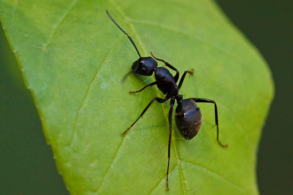 Black Carpenter Ants