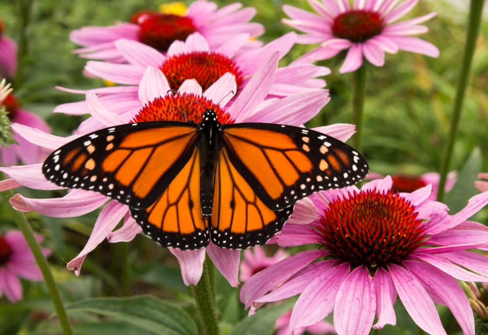 monarch butterfly