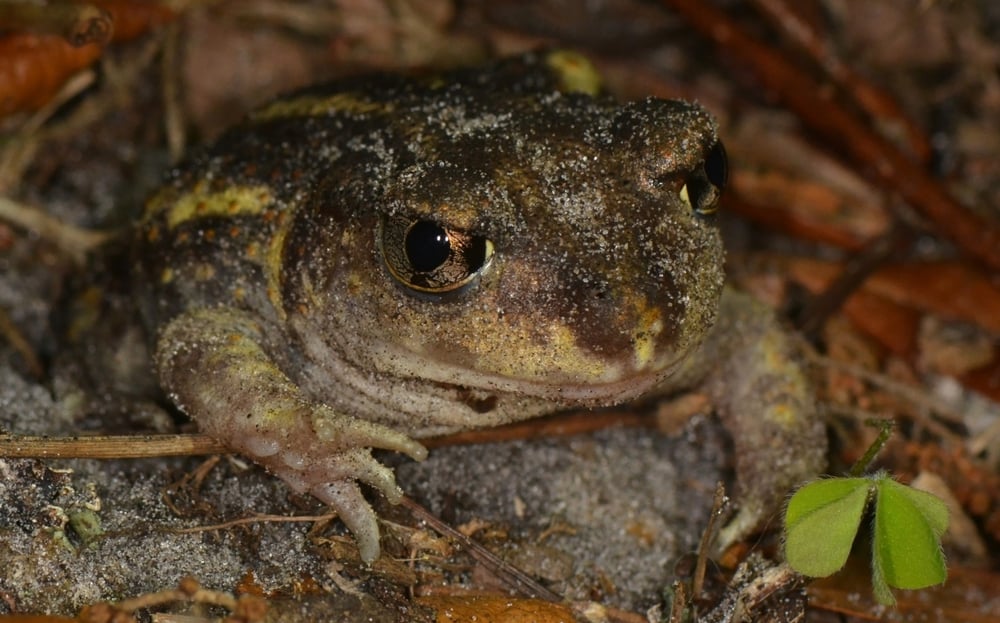 eastern spadefoot toad