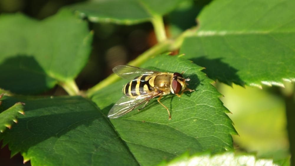 hoverflies