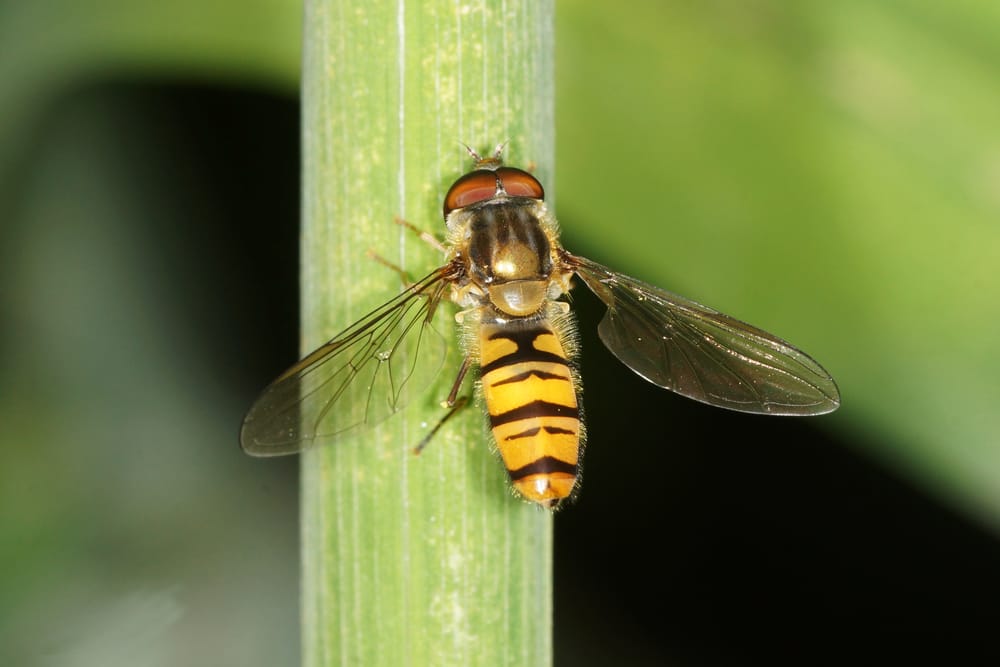 hover fly