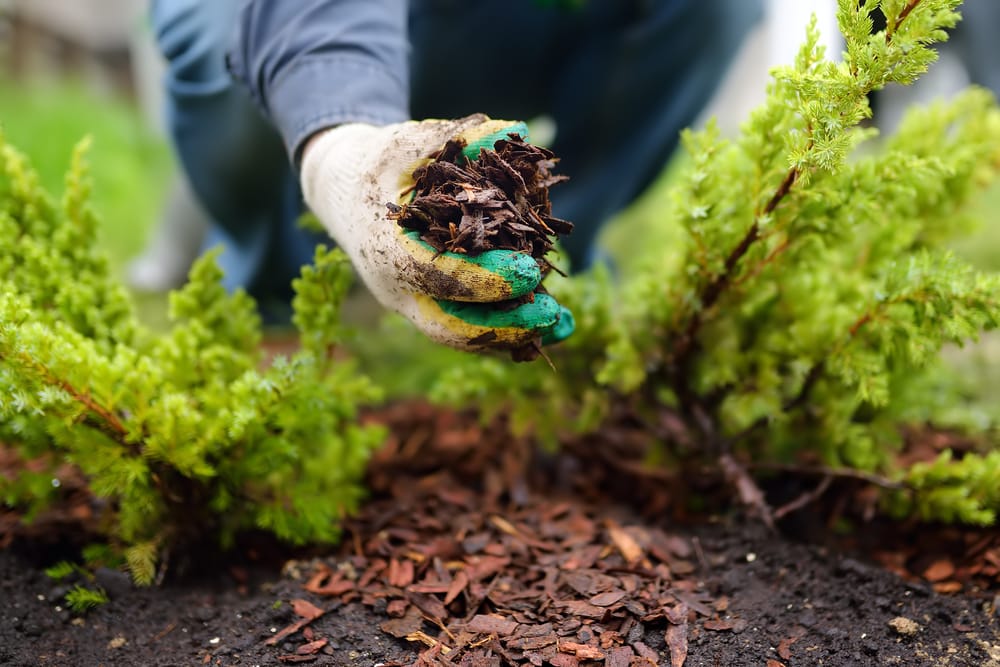 gardening mulch