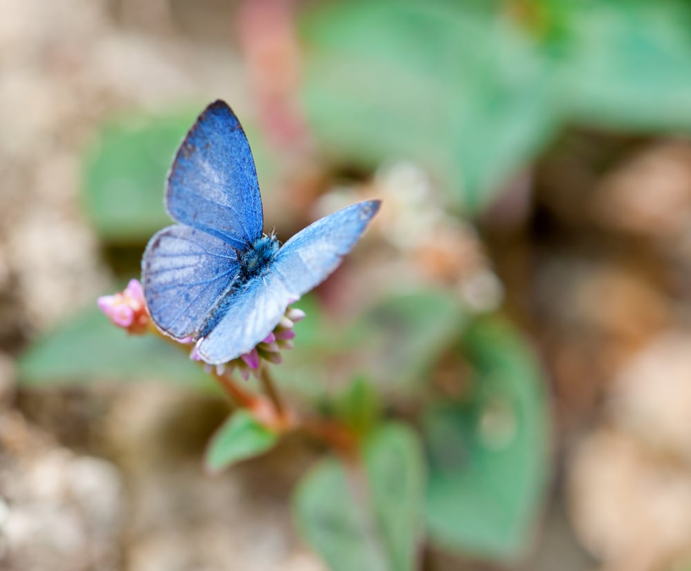 Blue Azure Butterflies