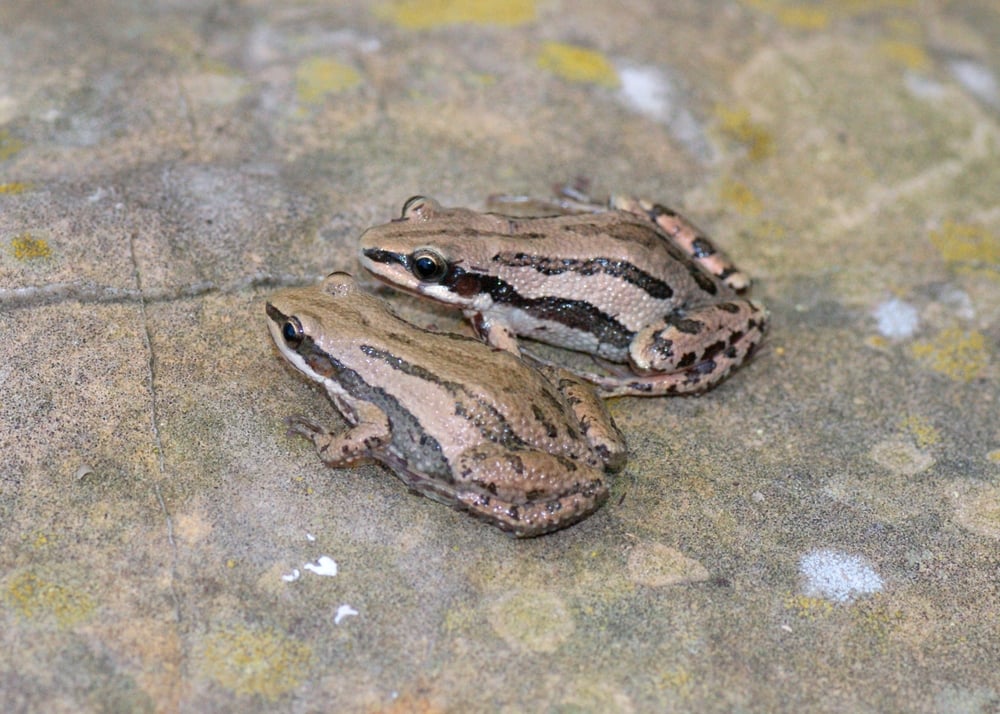 western chorus frogs
