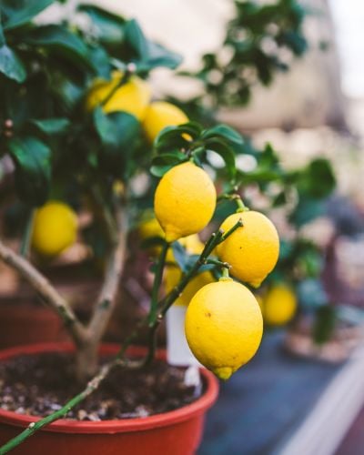 Yellow lemons on tree in a pot.