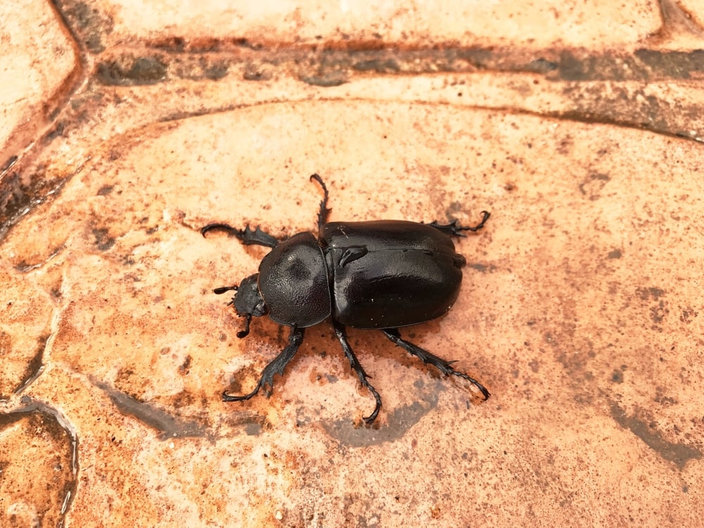 black carpet beetles