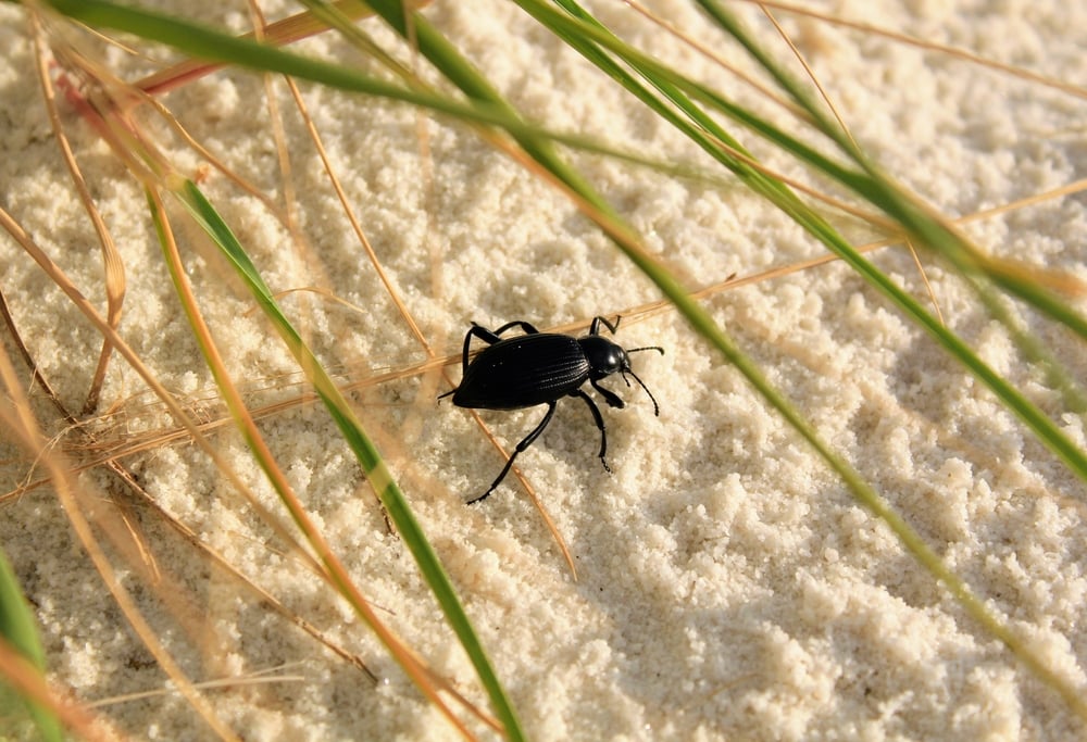 black grass bug