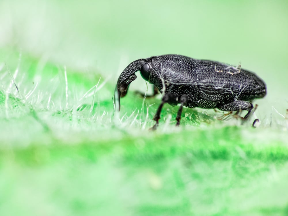 Black Vine Beetle