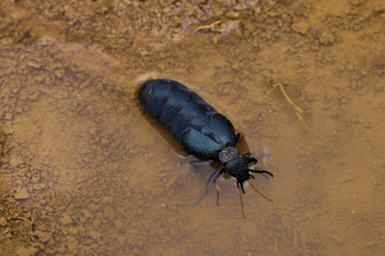 10 Most Common Black Bugs in Ohio The Gardening Dad