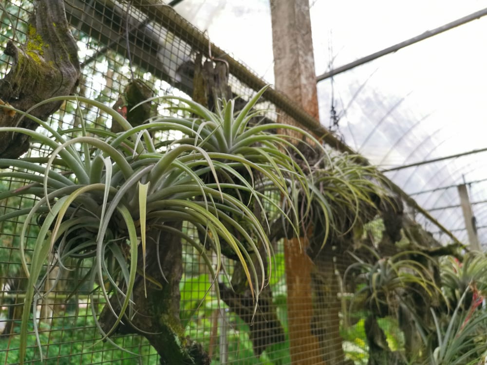 Tillandsia filifolia