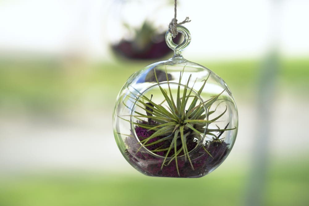 air plant