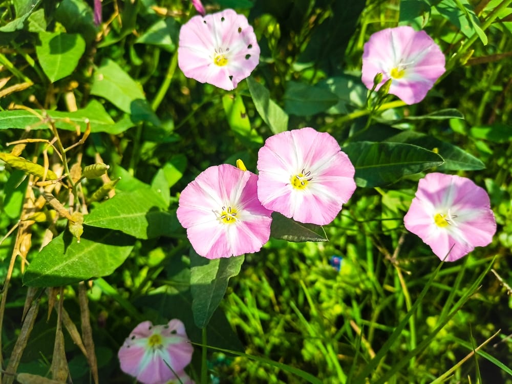 bindweed