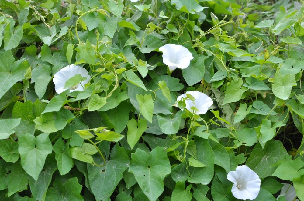 bindweed