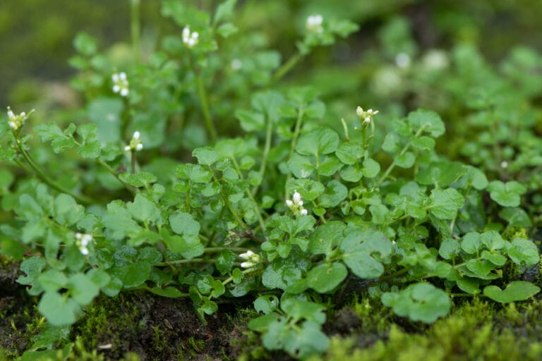 Michigan Weeds Identification Guide (2023) - The Gardening Dad