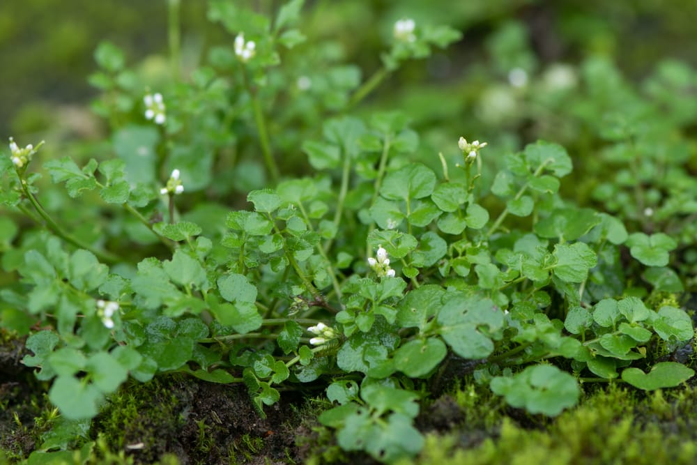 bittercress weed