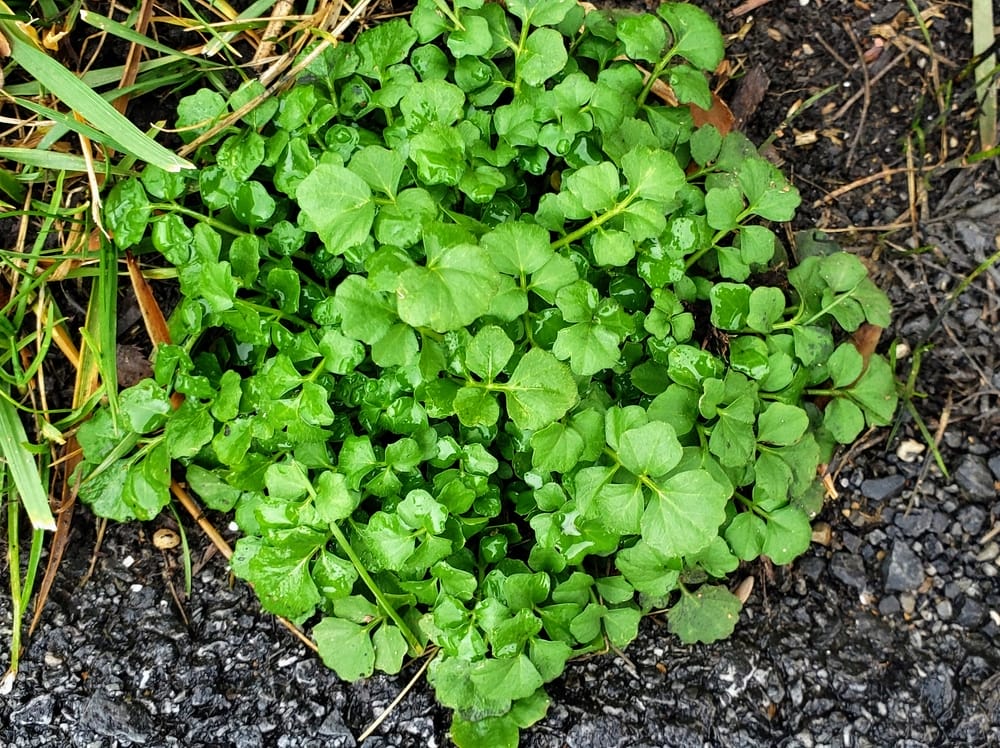 bittercress weed