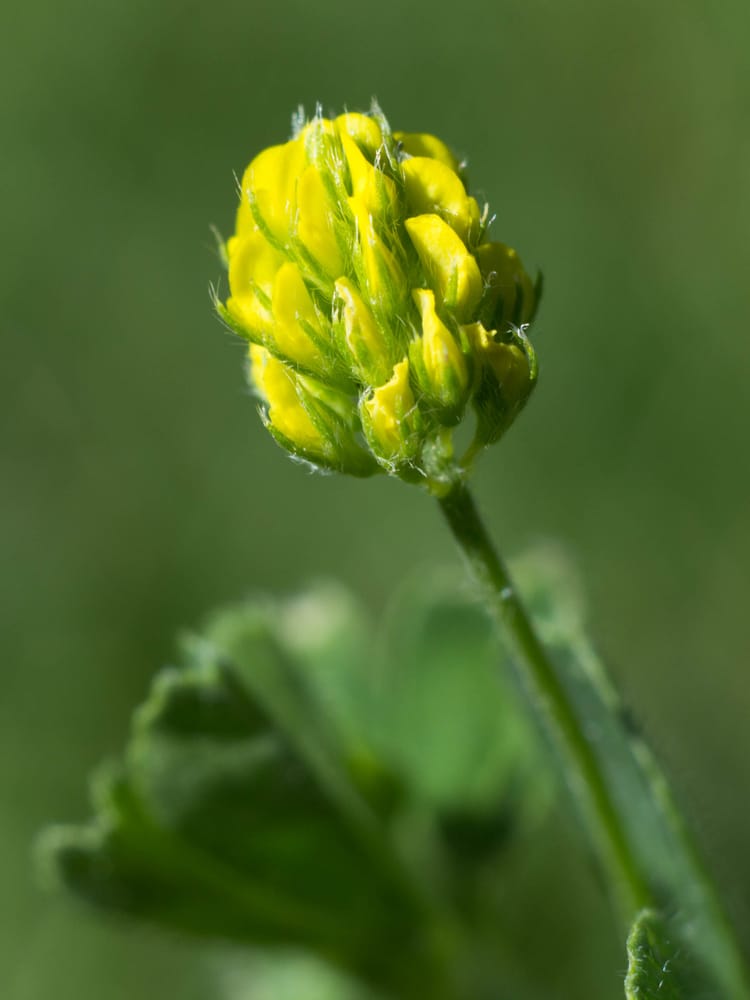 black medic weed