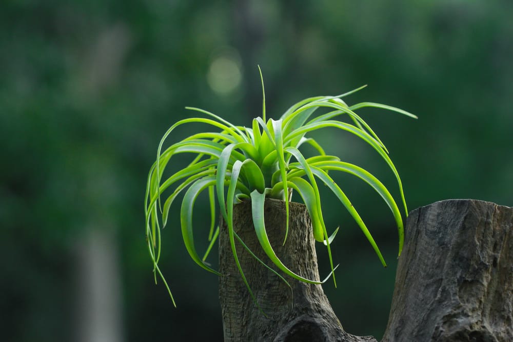 Brachycaulos Air Plant