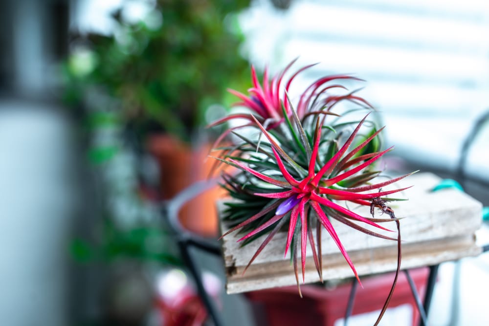 Bulbous Air Plant