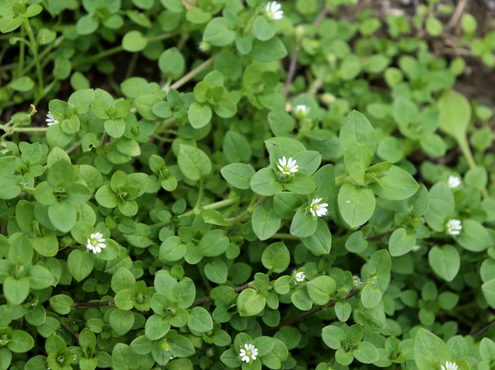 chickweed