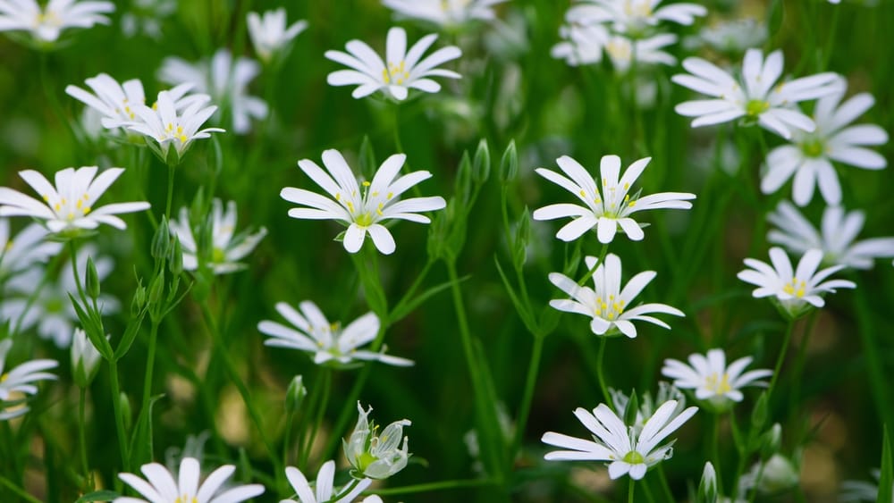 chickweed