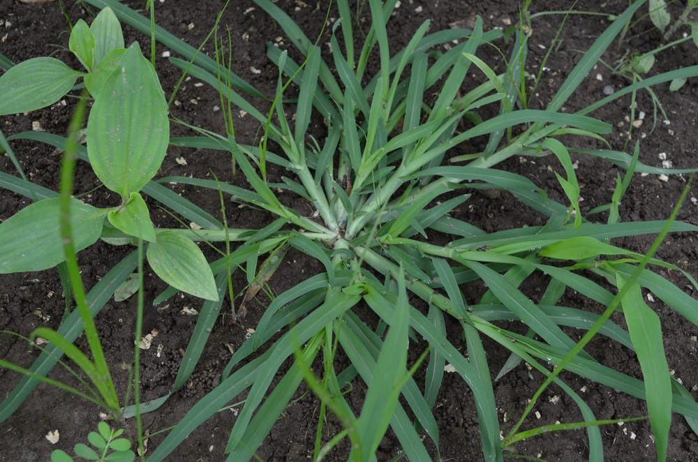 crabgrass weed