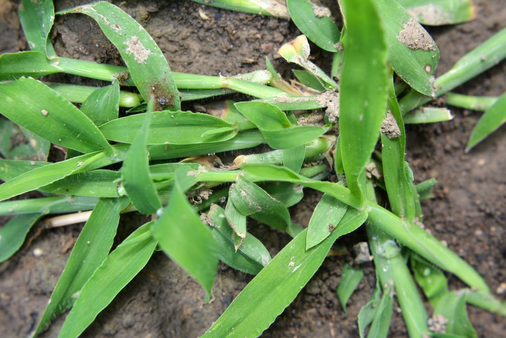 crabgrass weed