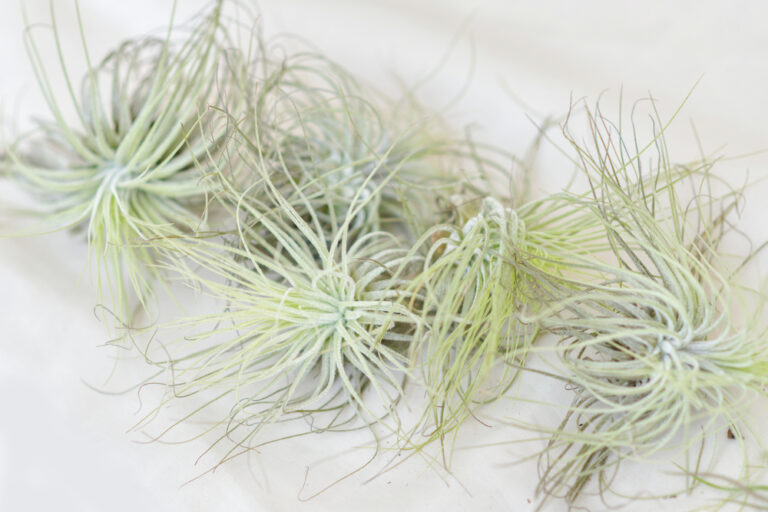 10 Best Air Plants for Beginners (2023 Guide) - The Gardening Dad