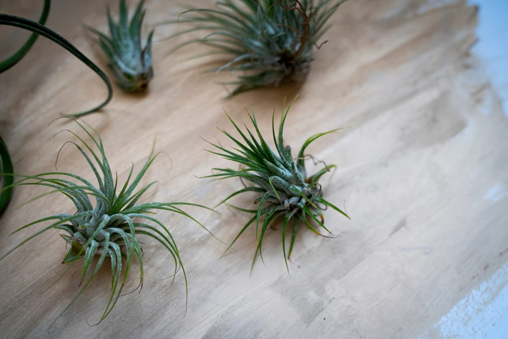 Harrisii Air Plant