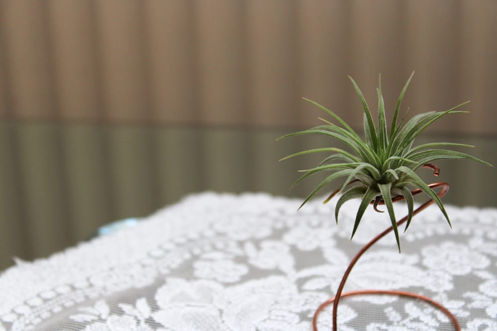 Harrisii Air Plant