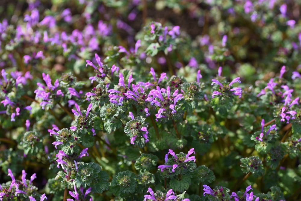 henbit weed