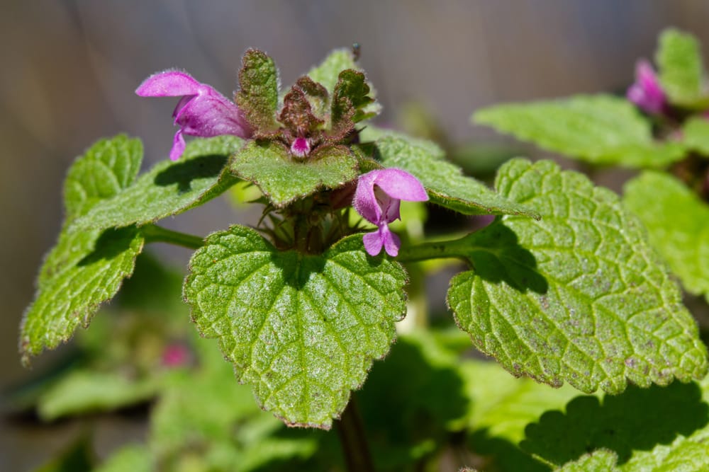 henbit weed