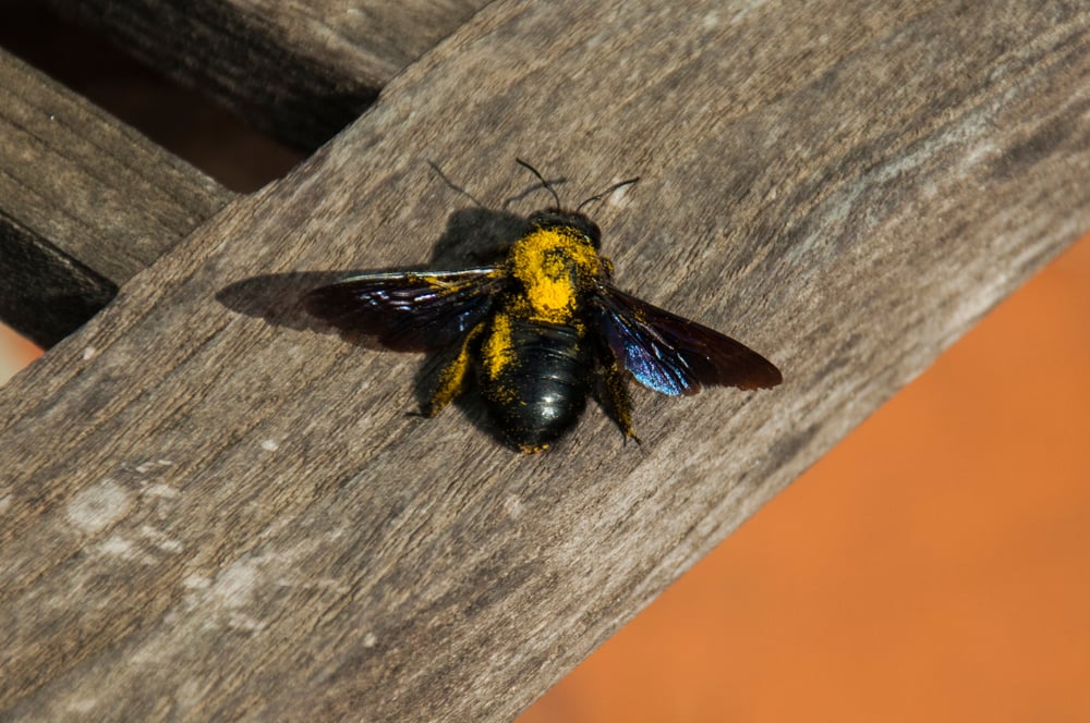 large carpenter bee