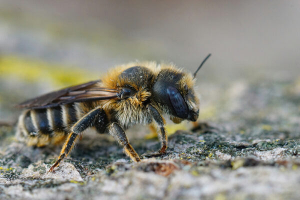 10 MOST Common Bees in Ohio (2023 Guide) - The Gardening Dad