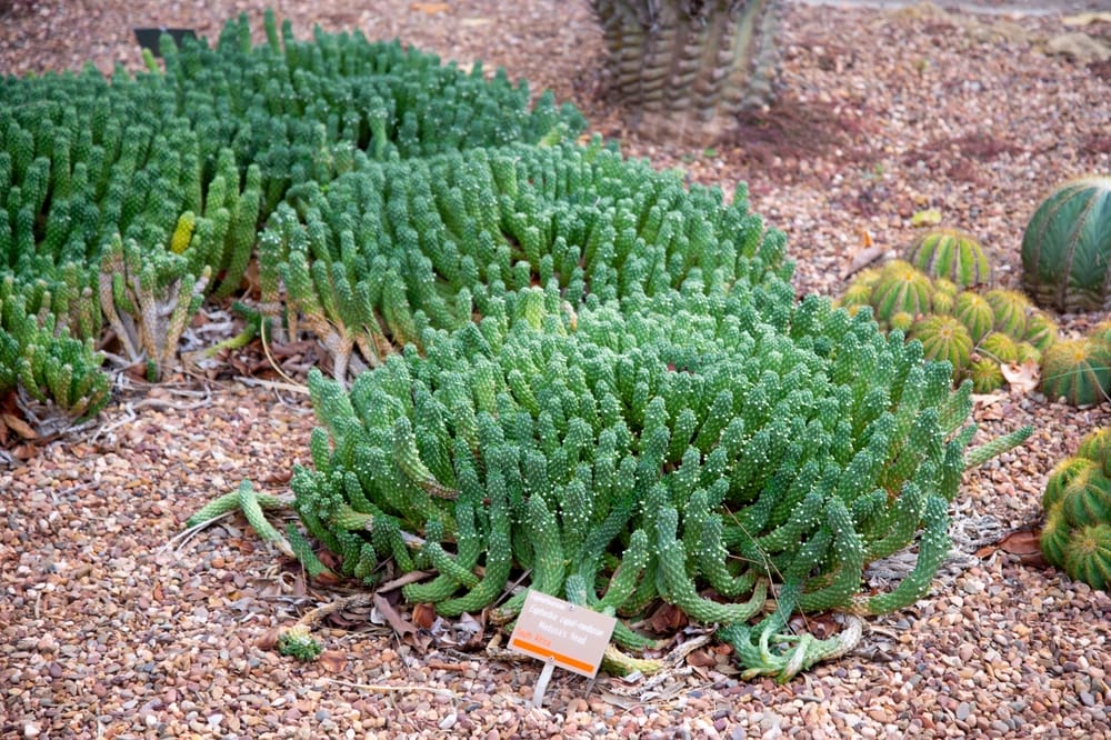 Medusa Head Air Plant