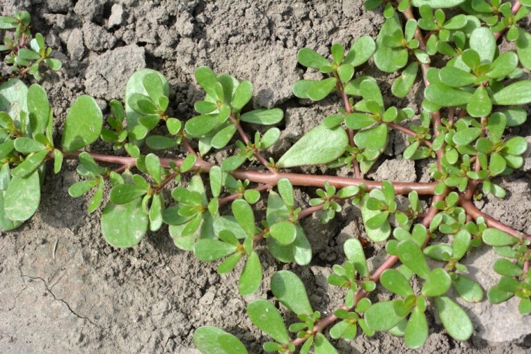 10 WORST Weeds in Ohio (2023) - The Gardening Dad