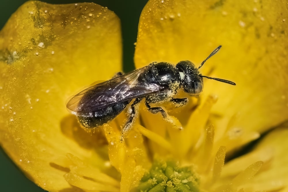 small carpenter bee