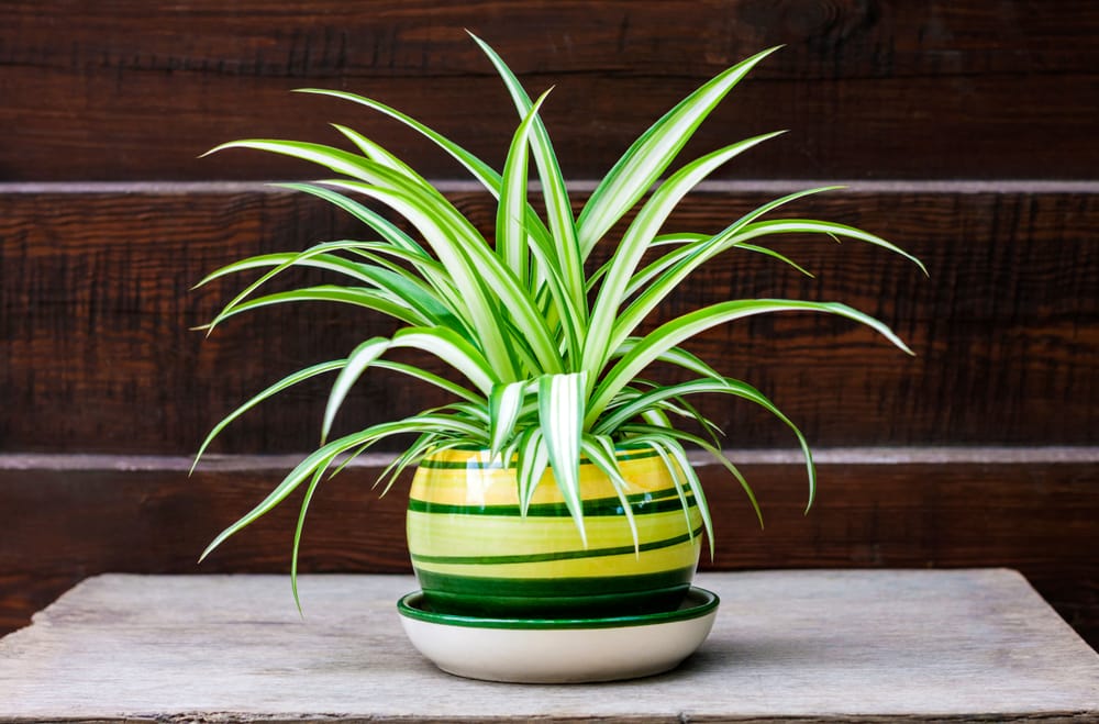 Spider Plant