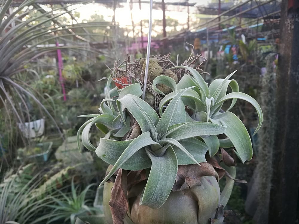 Streptophylla Air Plant